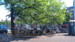 bicycles parked under a tree